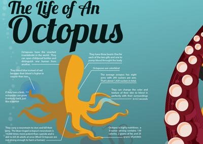 Octopus Infographic